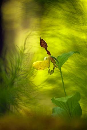 Lady's slipper in the spring wood