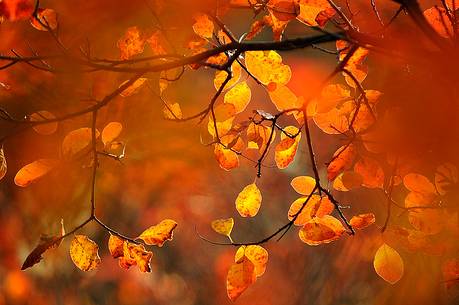 Color autumn explosion in autumn, Carso Goriziano-Triestino