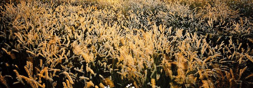 Grass, light and wind in Magredi, a prairie land in Friuli Region