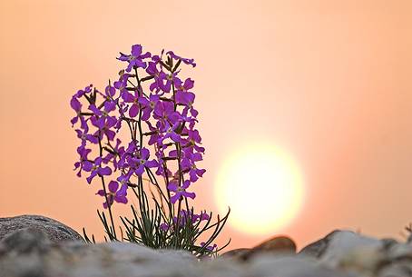 Endemic blooming of Matthiola carnica in the steppic prairies of Magredi Friulani