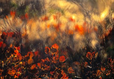 Color autumn explosion in autumn, Carso Goriziano-Triestino