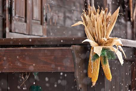 Decoration whith corn on the cop in a typical house of Sauris di Sotto