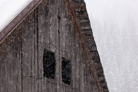 Under a snowfall a typical wooden building in alpine village of Sauris di Sotto