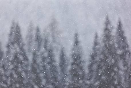 Forest in Sauris di Sotto during a heavy snowfall