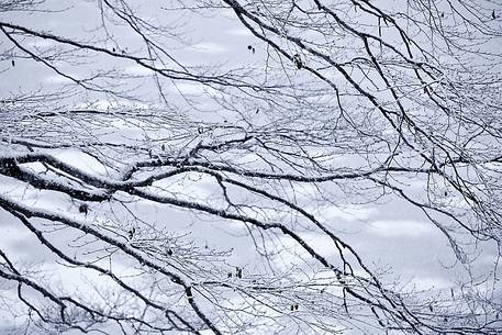 Tree in Sauris di Sotto forest during a heavy snowfall