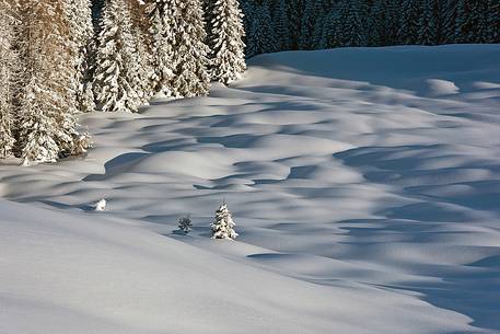 Sauris di Sotto forest after a heavy snowfall