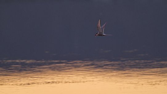 Arctic tern (Sterna paradisaea) in flight at sunset