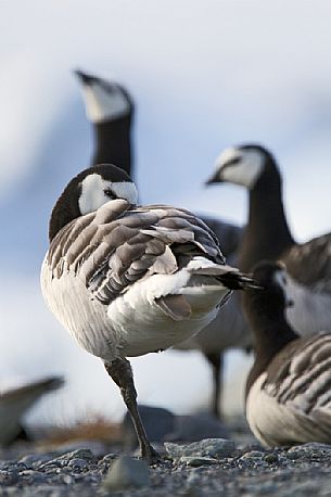 Barnacle Gooses (Branta leucopsis) and one sleeping