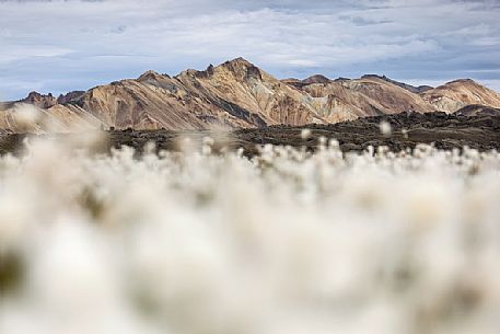 The multicoloured rhyolite mountains in the area of Landmannalaugar.
In the foreground cottongrass field