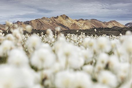 The multicoloured rhyolite mountains in the area of Landmannalaugar.
In the foreground cottongrass field The multicoloured rhyolite mountains in the area of Landmannalaugar.
In the foreground cottongrass field