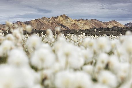 The multicoloured rhyolite mountains in the area of Landmannalaugar.
In the foreground cottongrass field