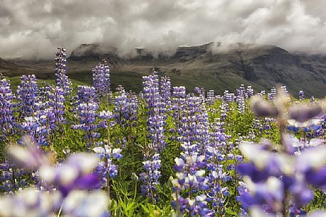 Lupins flowering in mountain area of Skaftafell