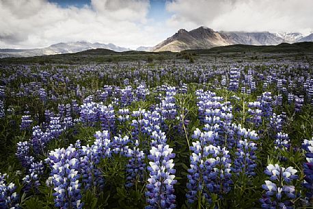 Lupins flowering in mountain area of Skaftafell