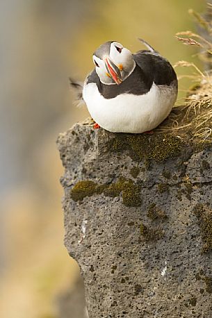 Puffin (Fratercula arctica) on the Vik cliffs