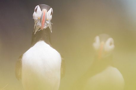 Puffin (Fratercula arctica) with fish on the Vik cliffs