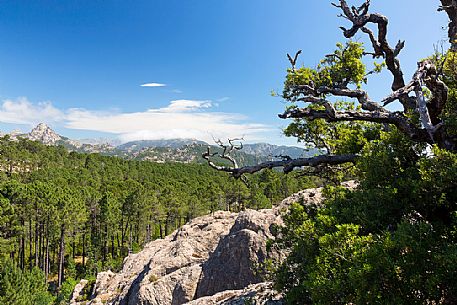 Looking towards the  Aiguilles de Bavella mountain range from Ospedale forest, Corsica