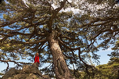 Admiring old laricio pine tree at Col de La Bavella, Corsica Admiring old laricio pine tree at Col de La Bavella, Corsica