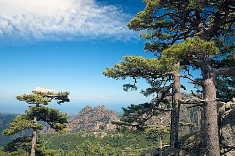 Laricio trees and Bavella mountain range near Zonza, Corsica
