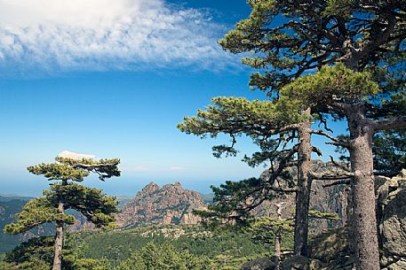Laricio trees and Bavella mountain range near Zonza, Corsica Laricio trees and Bavella mountain range near Zonza, Corsica