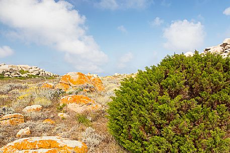 Lavezzi islands in the natual reserve of Bocche di Bonifacio