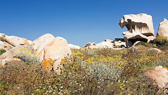 Lavezzi islands in the natual reserve of Bocche di Bonifacio