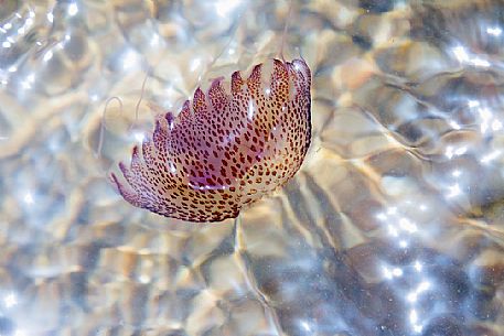 Jellyfish in the water of Lavezzi Island, Nature Reserve of Bocche di Bonifacio
