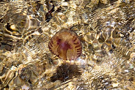 Jellyfish in the water of Lavezzi Island, Nature Reserve of Bocche di Bonifacio
