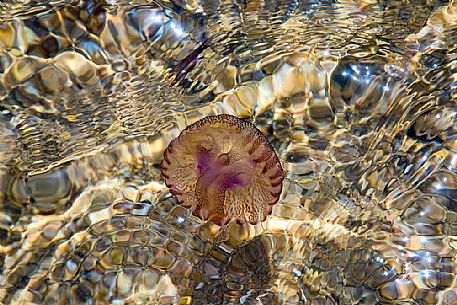 Jellyfish in the water of Lavezzi Island, Nature Reserve of Bocche di Bonifacio
