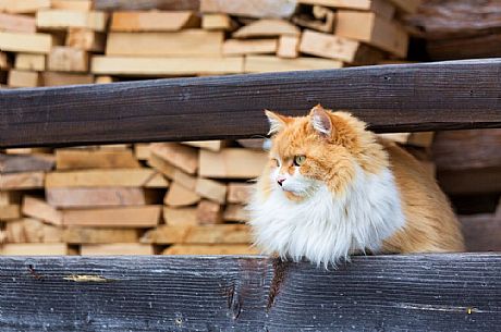 Cat in the woodshed, Sauris