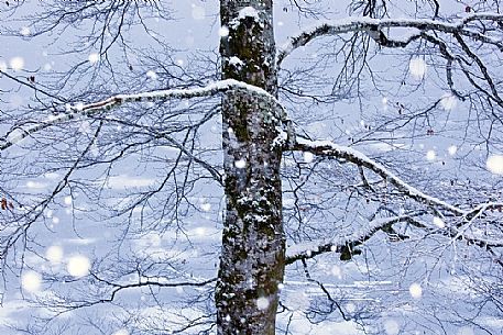 Tree in Sauris di Sotto forest during a heavy snowfall