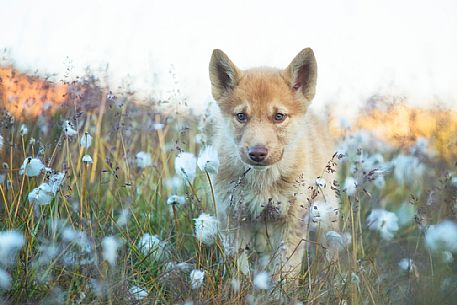 Greenland Husky pup in the freedom among grass near the ciy of Ilullissat