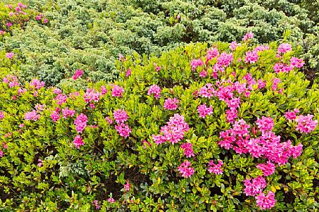Rhododendrons in the Sesto Dolomites near Malga Nemes, South Tyrol, dolomites, Italy Rhododendrons in the Sesto Dolomites near Malga Nemes, South Tyrol, dolomites, Italy