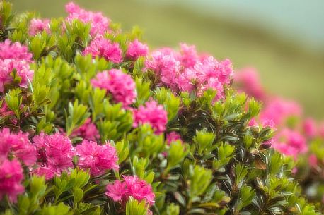 Rhododendrons in the Sesto Dolomites near Malga Nemes, South Tyrol, dolomites, Italy