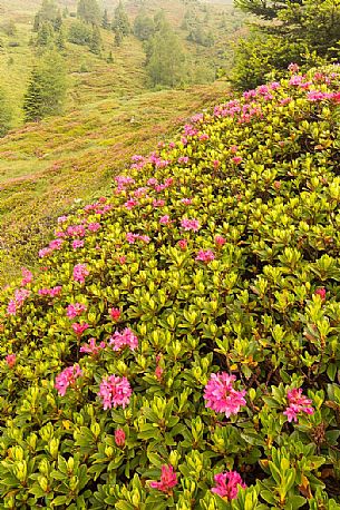Rhododendrons in the Sesto Dolomites near Malga Nemes, South Tyrol, dolomites, Italy Rhododendrons in the Sesto Dolomites near Malga Nemes, South Tyrol, dolomites, Italy