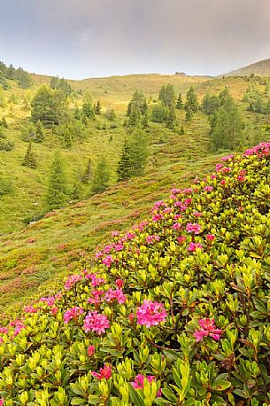 Rhododendrons in the Sesto Dolomites near Malga Nemes, South Tyrol, dolomites, Italy Rhododendrons in the Sesto Dolomites near Malga Nemes, South Tyrol, dolomites, Italy