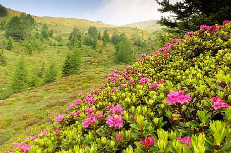 Rhododendrons in the Sesto Dolomites near Malga Nemes, South Tyrol, dolomites, Italy