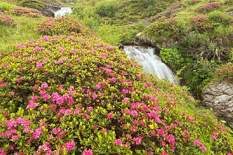 Stream surrounded by rhododendrons in alpine spring near Malga Nemes, South Tyrol, dolomites, Italy