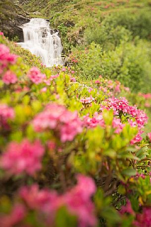 Waterfall surrounded by rhododendrons in alpine spring near Malga Nemes, South Tyrol, dolomites, Italy Waterfall surrounded by rhododendrons in alpine spring near Malga Nemes, South Tyrol, dolomites, Italy