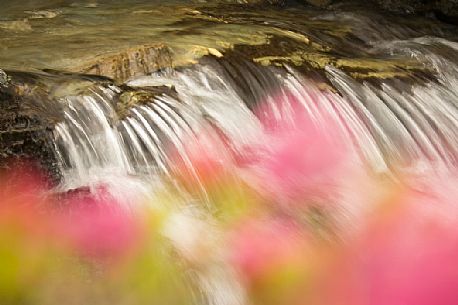 Stream surrounded by rhododendrons in alpine spring near Malga Nemes, South Tyrol, dolomites, Italy