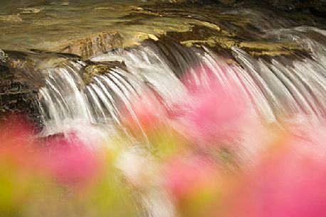 Stream surrounded by rhododendrons in alpine spring near Malga Nemes, South Tyrol, dolomites, Italy Stream surrounded by rhododendrons in alpine spring near Malga Nemes, South Tyrol, dolomites, Italy