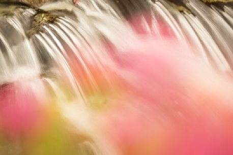 Stream surrounded by rhododendrons in alpine spring near Malga Nemes