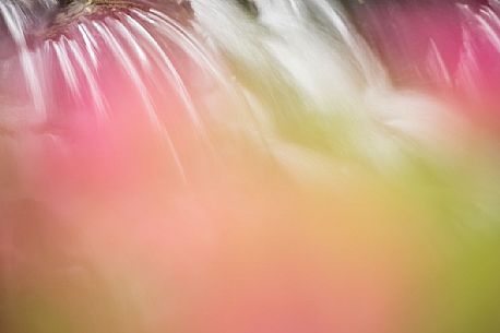 Stream surrounded by rhododendrons in alpine spring near Malga Nemes, South Tyrol, dolomites, Italy