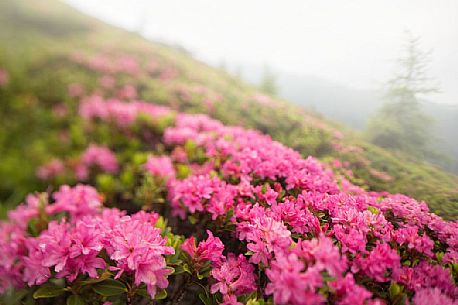 Rhododendrons in the Sesto Dolomites near Malga Nemes, South Tyrol, dolomites, Italy