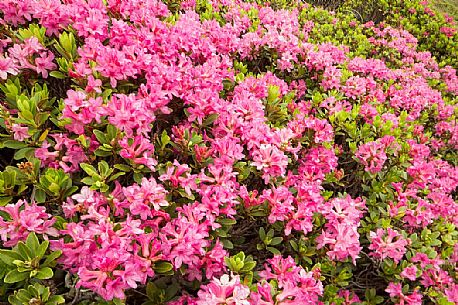 Rhododendrons in the Sesto Dolomites near Malga Nemes, South Tyrol, dolomites, Italy