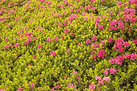 Rhododendrons in the Sesto Dolomites near Malga Nemes, South Tyrol, dolomites, Italy