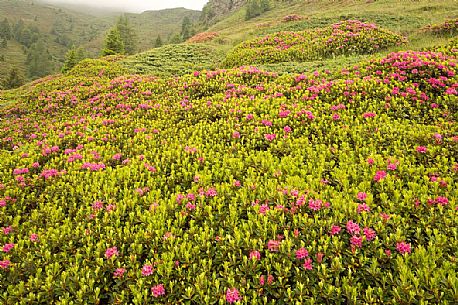 Rhododendrons in the Sesto Dolomites near Malga Nemes, South Tyrol, dolomites, Italy Rhododendrons in the Sesto Dolomites near Malga Nemes, South Tyrol, dolomites, Italy