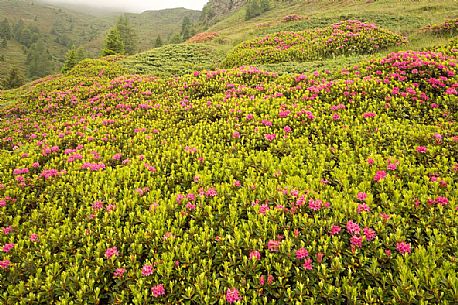 Rhododendrons in the Sesto Dolomites near Malga Nemes, South Tyrol, dolomites, Italy