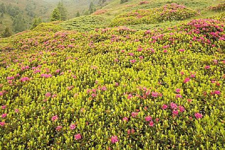 Rhododendrons in the Sesto Dolomites near Malga Nemes, South Tyrol, dolomites, Italy