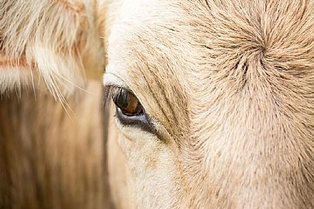 Close up portrait of cow grazing between Malga Nemes and Malga Coltrondo, dolomites, Italy