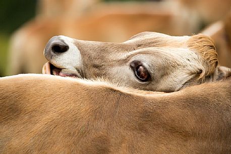 Close up portrait of cow grazing between Malga Nemes and Malga Coltrondo, dolomites, Italy